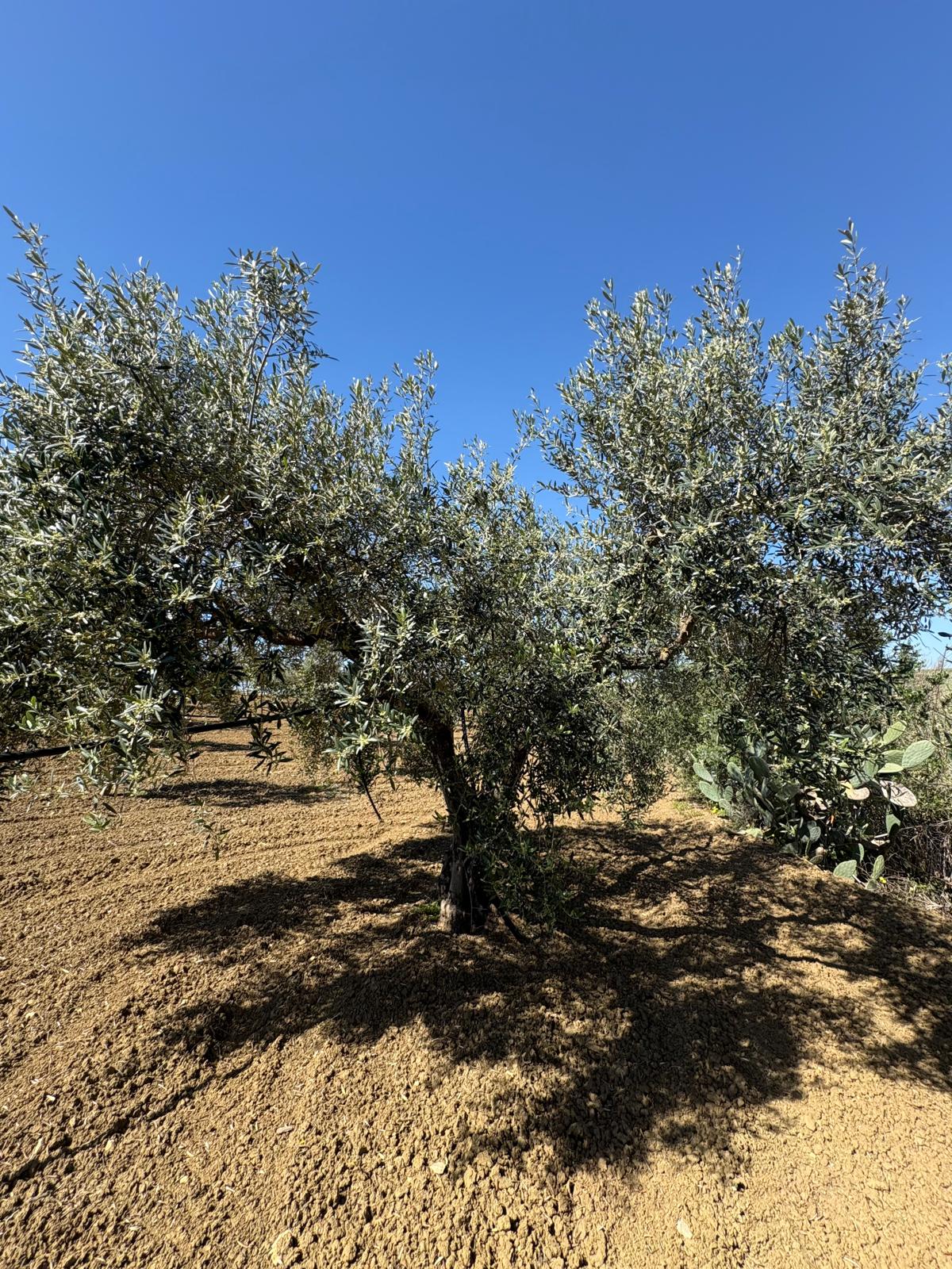 Olivenhain Sizilien